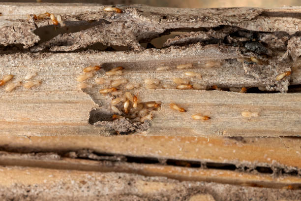 Best Pest Prevention Services  in Jenkins, KY