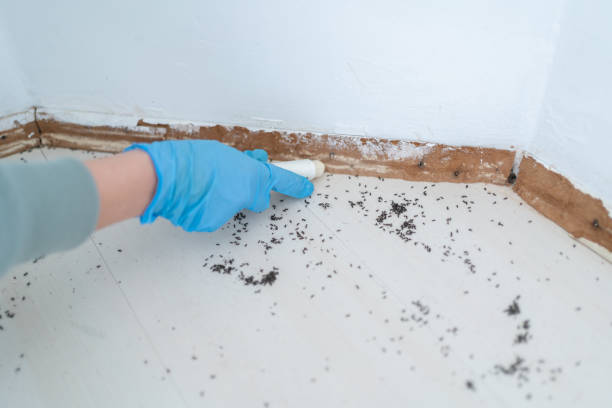 Best Local Pest Control Services  in Jenkins, KY